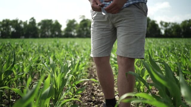 Farmers inspecting the corn field