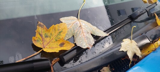 autumn leaves on the ground