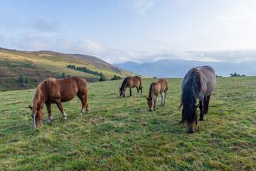 Horses at Grandas de Salime
