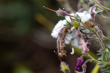 dead caterpillar parasitized by the wasp moth. eggs hatching with their larvae.