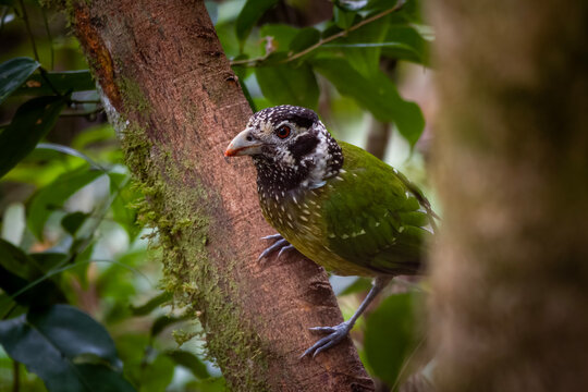 Arfak Catbird or Ailuroedus arfakianus observed in Arfak Mountains in West Papua, Indonesia