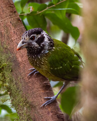 Arfak Catbird or Ailuroedus arfakianus observed in Arfak Mountains in West Papua, Indonesia