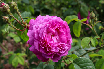 old fashioned pink rose flower in garden