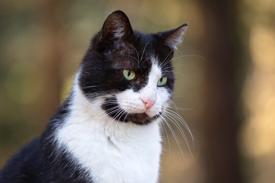 bust portrait of black and white cat in the forest in daylight looking at the horizon.