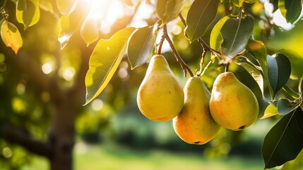 pear grows on a tree in the harvest garden on sunny day - obrazy, fototapety, plakaty
