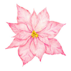 Pink and gold poinsettia. Watercolor hand drawn illustration of Christmas star. Clip art of winter symbol, new year ornament for holiday season prints, greeting cards, banners, invitations, packing - obrazy, fototapety, plakaty