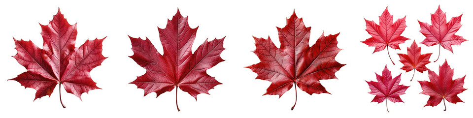 red maple leaf  Hyperrealistic Highly Detailed Isolated On Transparent Background Png File