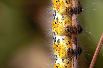 macro detail of the feet of a yellow hairy caterpillar crawling on a twig.
