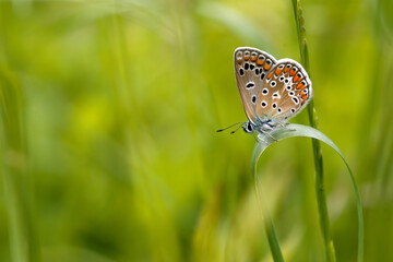 small blue orange and white butterfly with black speckles perched on a grass with green background, intense colours.