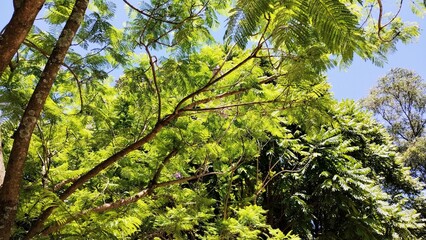 green leaves of a tree