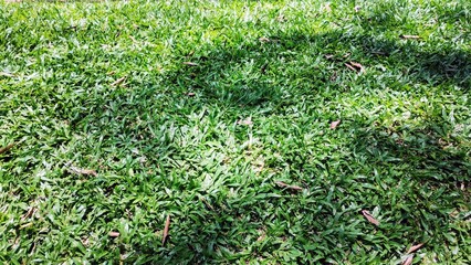 green grass background