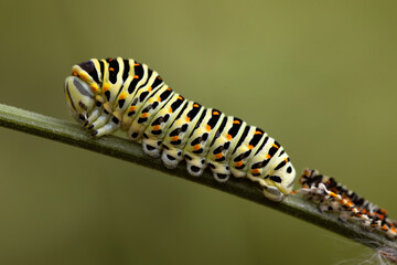 papilio machaon caterpillar perched on a twig for the chrysalis phase, with a deceased companion behind.
