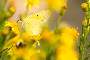 yellow butterfly collecting nectar with its spiritromp, among yellow flowers. intense colour.