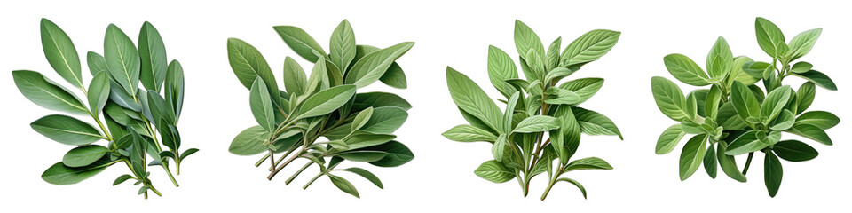 Sage leaves  Hyperrealistic Highly Detailed Isolated On Transparent Background Png File - obrazy, fototapety, plakaty