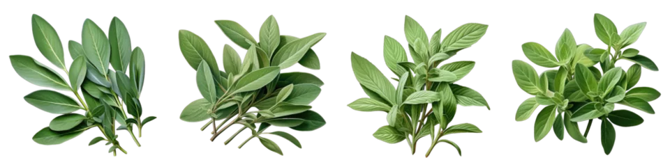 Poster Sage leaves  Hyperrealistic Highly Detailed Isolated On Transparent Background Png File © Wander Taste