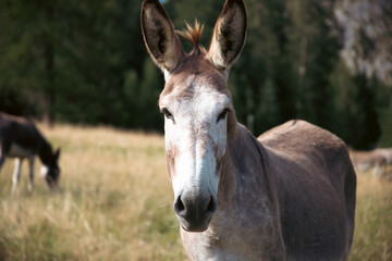 Naklejka na ściany i meble A donkey in the wonderful landscape of the Dolomites mountains, South Tyrol, Italy
