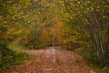 Autumn landscape with forest road covered in leaves