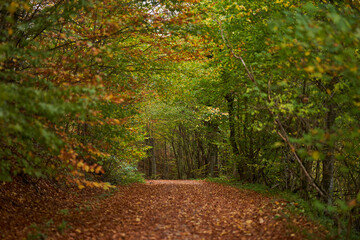 Naklejka premium Autumn landscape with forest road covered in leaves