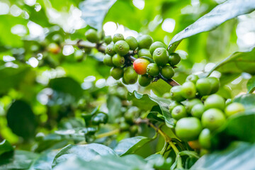 coffee tree coffee beans green leaves