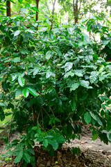 coffee tree coffee beans green leaves