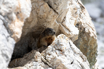 Alpine marmot (Marmota marmota) in Italian Dolomites