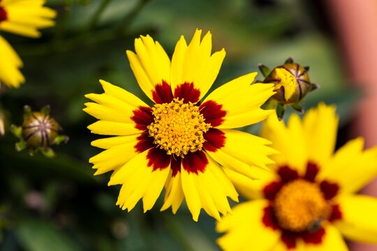 A closeup portrait of multiple beautifful coreopsis flowers. The enchanted eve flower has red with yellow petals and a yellow core and is standing in a pot in a garden.