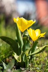 A vertical portrait of two yellow tullip flowers standing in a grass lawn of a garden during a sunny day in spring season.