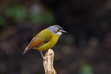 Green backed robin in Arfak mountains in West Papua, Indonesia.