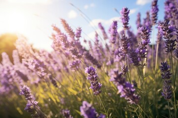 Fototapeta premium Close-up view of purple lavender in field in Spring. Spring seasonal concept.
