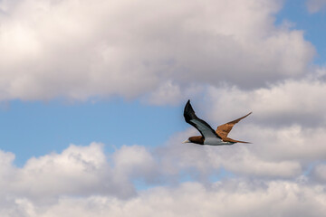 Brown Booby (Sula leucogaster) flying above the ocean against a blue sky with white clouds on a Summer's day in Kauaii, Hawaii, United States.
