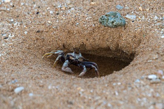 Ocypode ceratophthalmus, the horned ghost crab or horn-eyed ghost crab on a beach in the morning in Kauai, Hawaii, United States.
