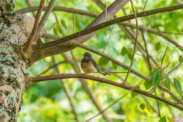 Female White-rumped Shama (Copsychus malabaricus) perched on a branch in Kauai, Hawaii, United States.
