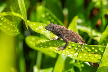 A Brown Anole Lizard (Anolis sagrei) on a leaf with a green background in Kauai, Hawaii, United...