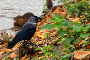 blackbird on a branch