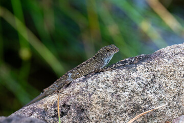 A Brown Anole Lizard (Anolis sagrei) on a rock with a green background in Kauai, Hawaii, United States.
