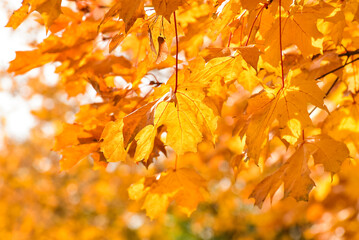 Autumn golden leaves, photo of  nature in November. Fall time 