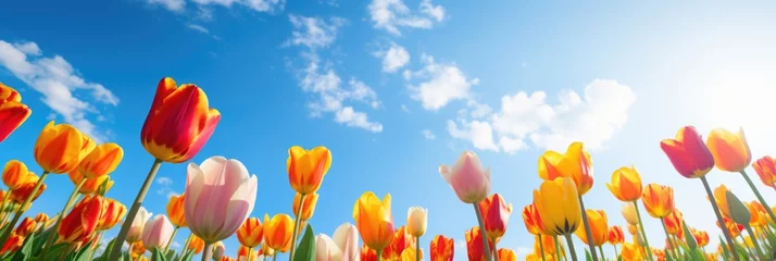 Fotobehang Beautiful tulip with variable colors in field and blue sky in Spring. Spring seasonal concept. © rabbit75_fot