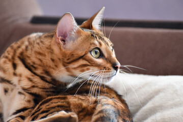 Portrait of adult bengal cat looking distance, pet