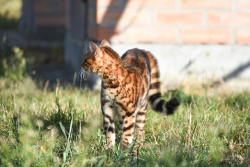 Bengal cat outdoors in autumn,portrait of  wild cat 
