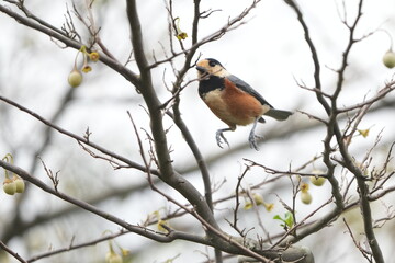 varied tit on a japanese snowball