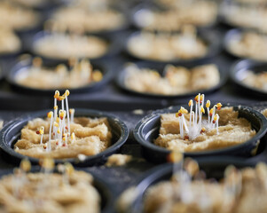 Close up of modular seed tray with plant sprouts growing in soil sponge plugs. Greenhouse seed tray with seedlings germinating in seed starter plugs.