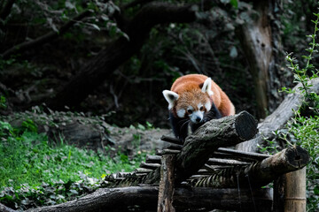 red panda in the zoo