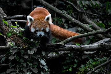 red panda in tree