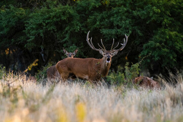 Red deer in La Pampa, Argentina, Parque Luro, Nature Reserve