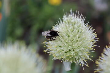 bee on flower in the garden surrey UK.
Lovely sunny day in spring.