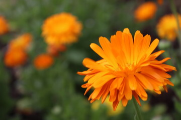 Lovely orange flower in the wild garden surrey UK.
Nice warm spring sunshine day