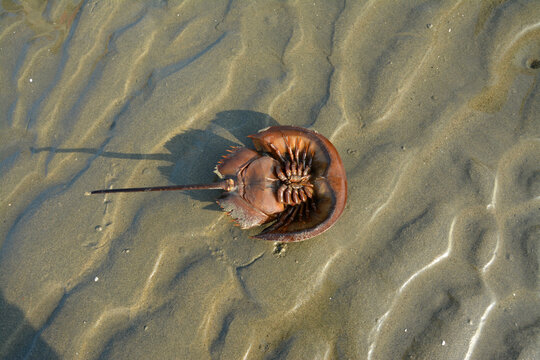 Horseshow crab (Limulus polyphemus) on the beach of Cox's Bazar,Bangladesh