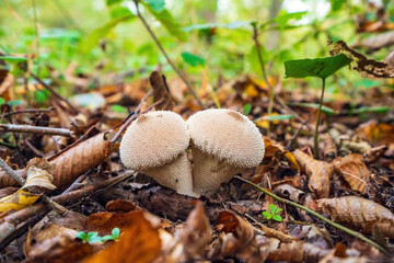 Puffball mushroom in the forest