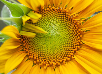 Mammoth Sunflower Macro 
