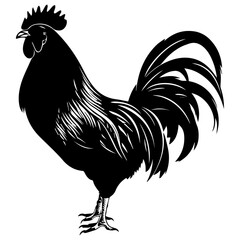 Australorp Chicken vector silhouette illustration black color